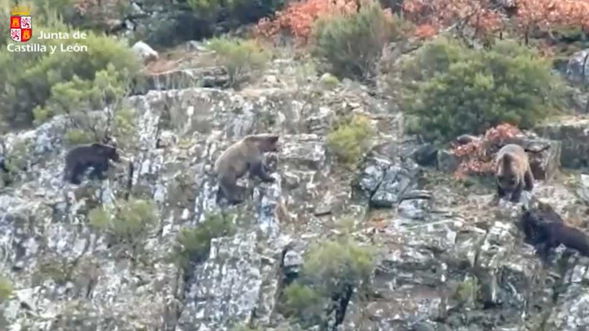 Osos localizados en el Alto Sil.