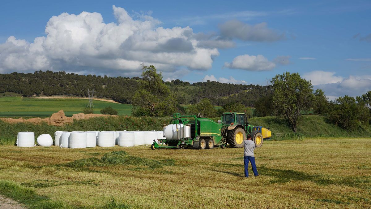 bolas-alfalfa-01012023.jpg