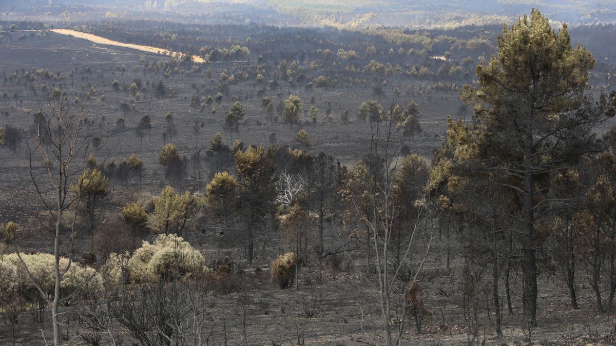 Estado en el que quedó la Sierra de la Culebra tras el incendio. | ICAL