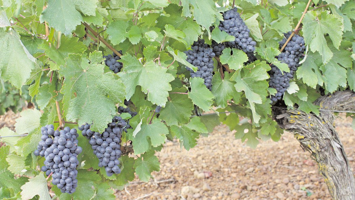 Viñedo de la zona de la DO León. | T. GIGANTO