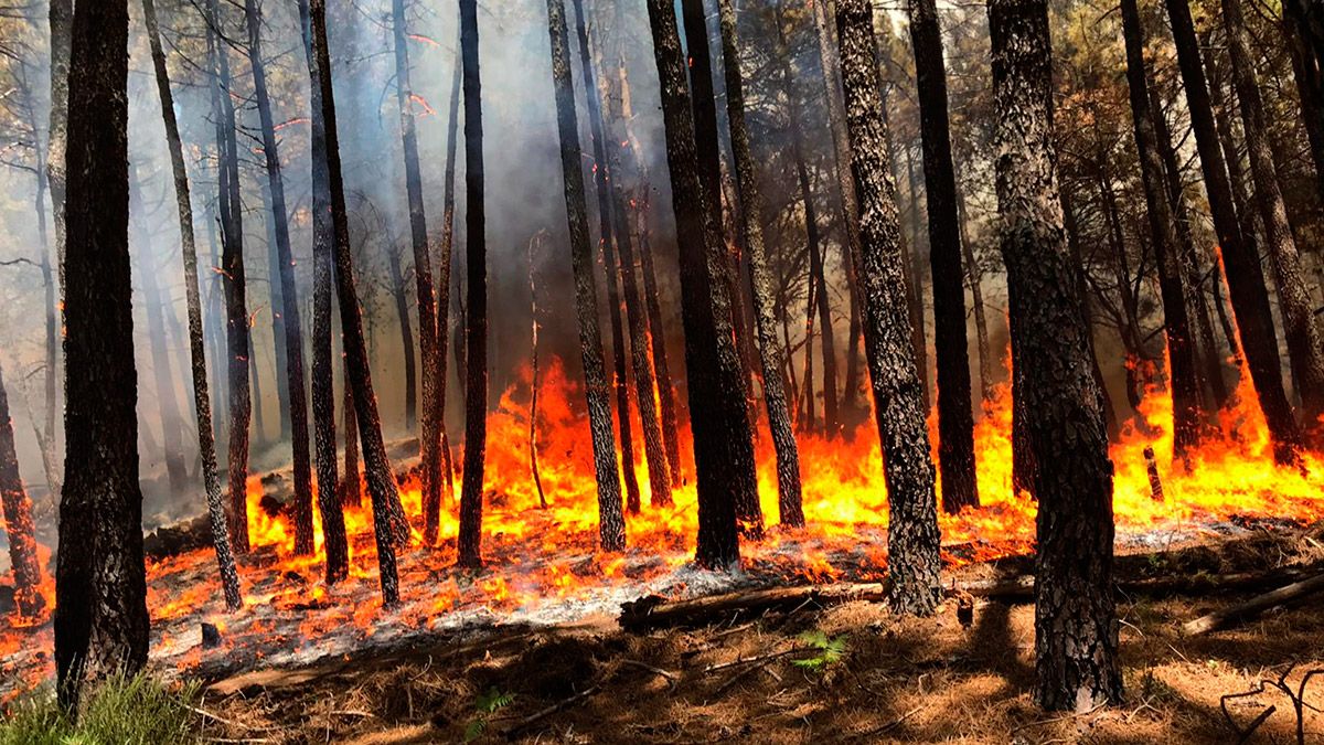 Imagen de archivo de un incendio forestal. | ATBRIF