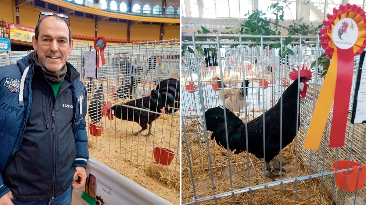 A la izquierda, José Antonio Prieto, y a la derecha, una de las gallinas con las que ha ganado premios. | L.N.C.