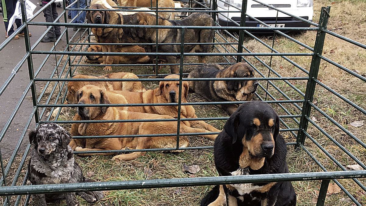 Se darán cita ejemplares de ganado ovino, caprino, vacuno y equino. | L.N.C.