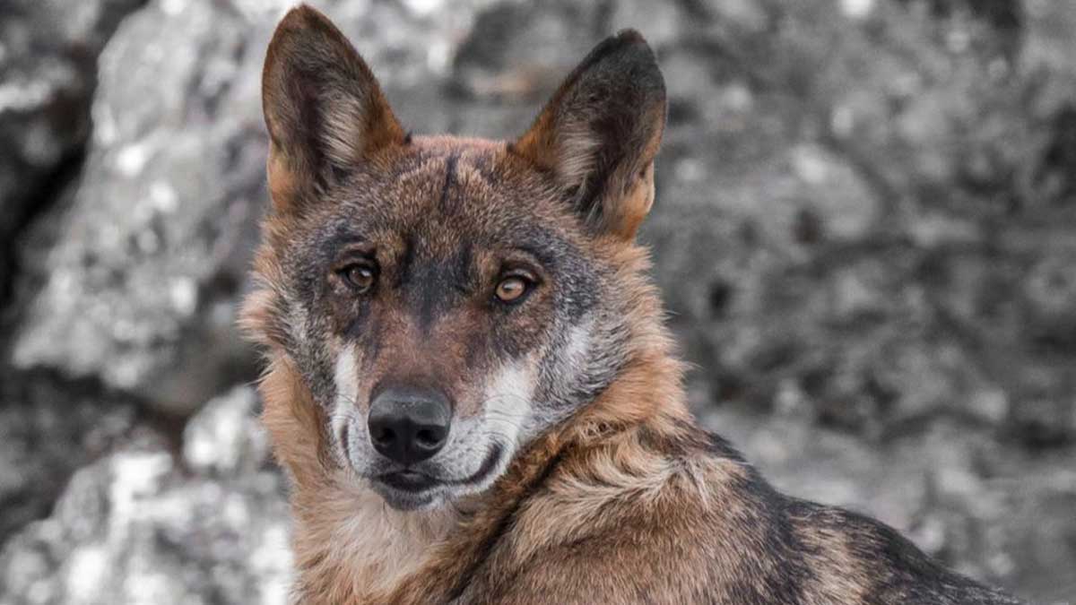 El lobo, uno de los protagonistas. | L.N.C.