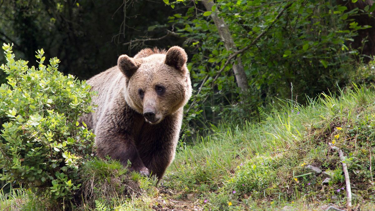 Imagen de archivo de un oso pardo |LNC