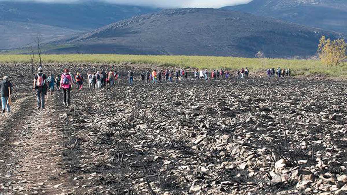 La plantación será este sábado a partir de las diez de la mañana. | L.N.C.