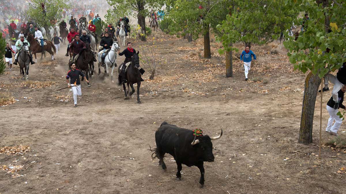 El Toro de la Vega de este año, en Tordesillas. | ICAL