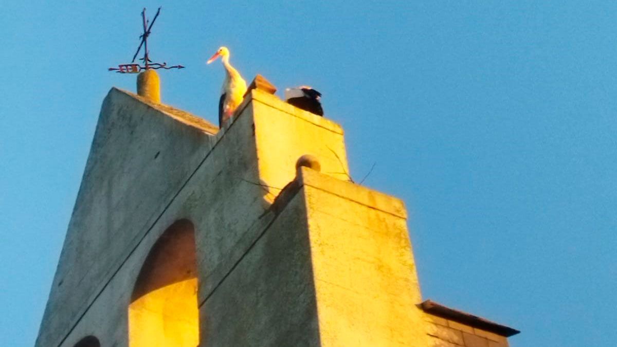 Las cigüeñas están de vuelta cada noche al lugar donde tenían su nido y pasan la noche allí.
