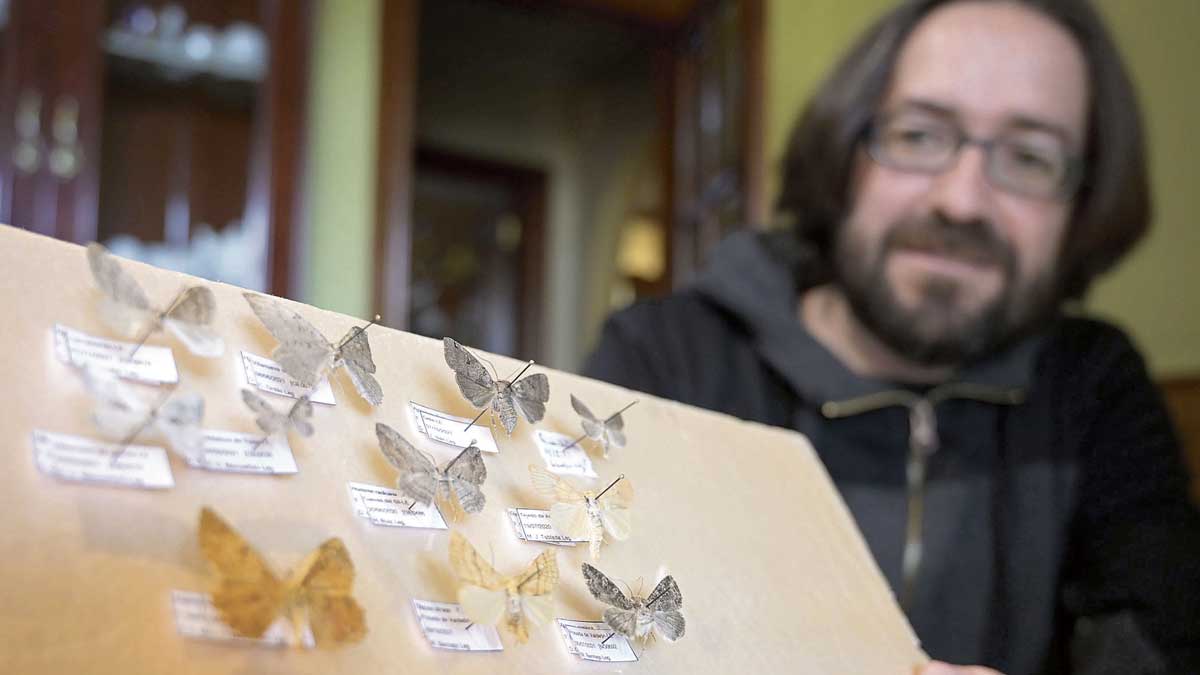 A David Manceñido no le gustan nada esos ‘paneles’ de mariposas disecadas, aquí muestra las últimas nocturnas que ha catalogado. | JESÚS F. SALVADORES