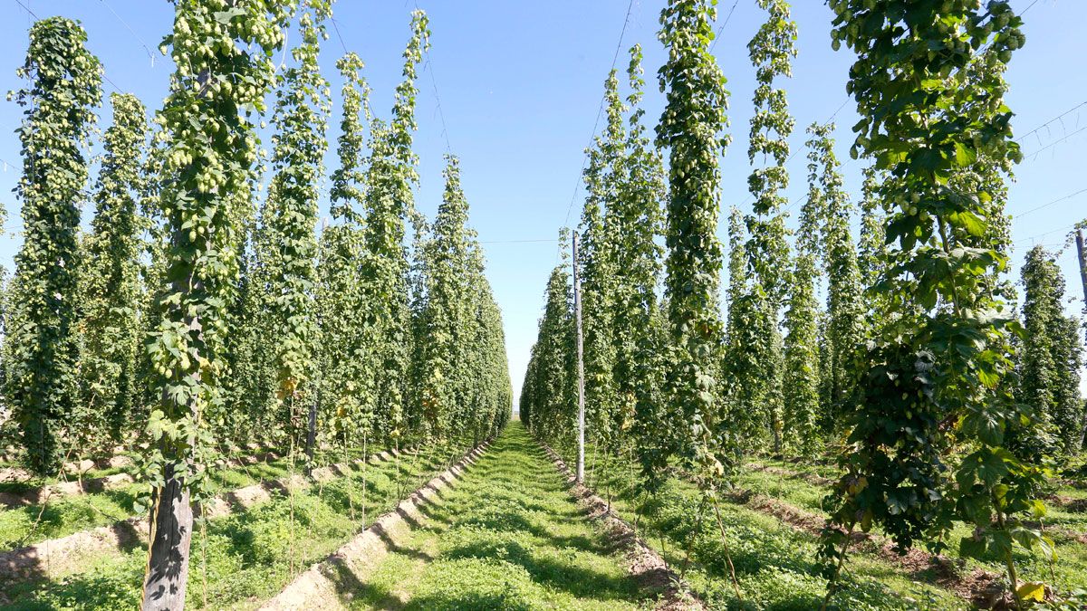 Imagen de una plantación de lúpulo en la provincia. | CARLOS S. CAMPILLO (ICAL)