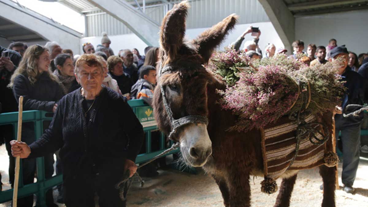 Feria del Burro de San Vitero, Zamora. | L.N.C.