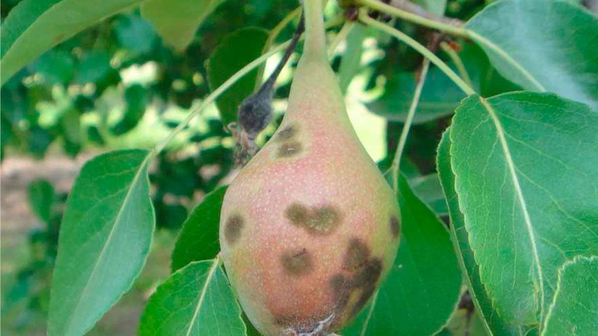 El moteado se detecta por las manchas rojas que produce. | ESTACIÓN AVISOS