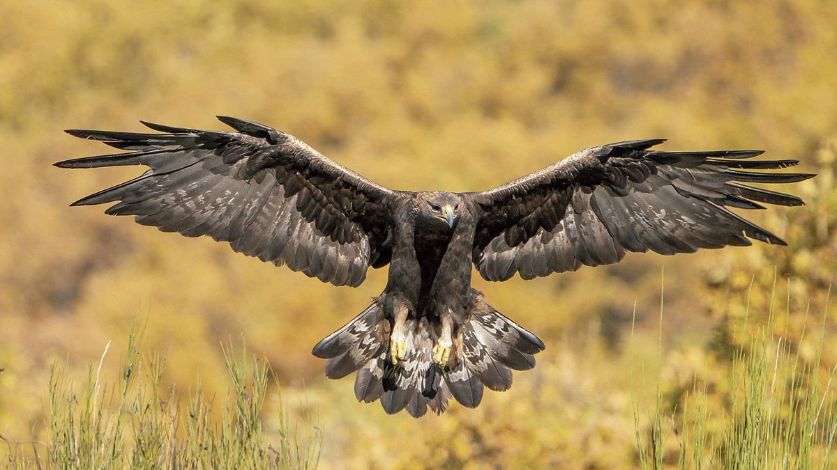 Un ejemplar macho de águila real en pleno vuelo durante una de las sesiones de grabación del documental ‘Iberia, naturaleza infinita’. | JAVIER VALLADARES