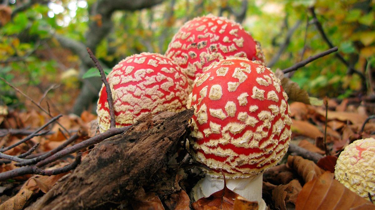 amanita-muscaria.jpg