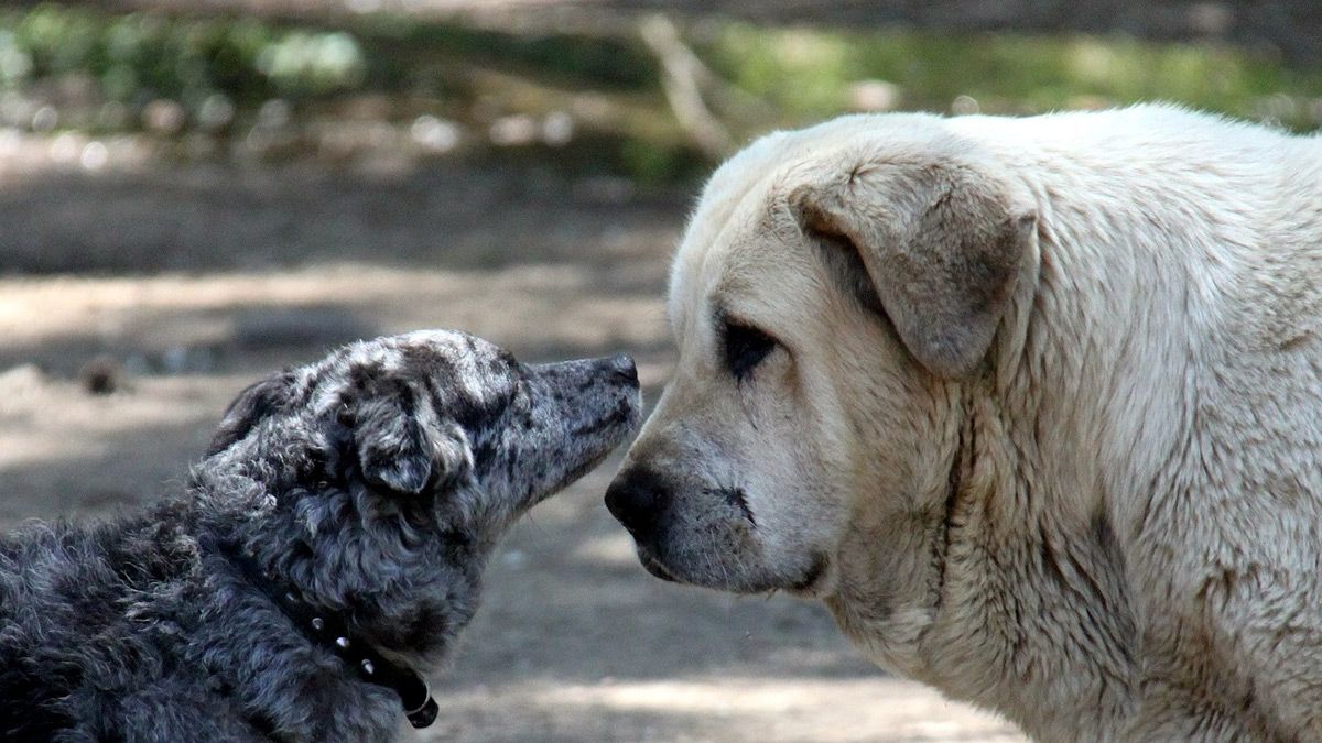 Las dos razas caninas autóctonas de la provincia leonesa, carea y mastín, frente a frente. | FÉLIX GARCÍA
