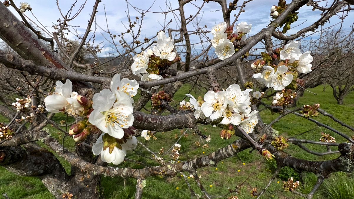 La flor del cerezo, en sí misma ya  es un espectáculo que se complementa con el paseo por Corullón.