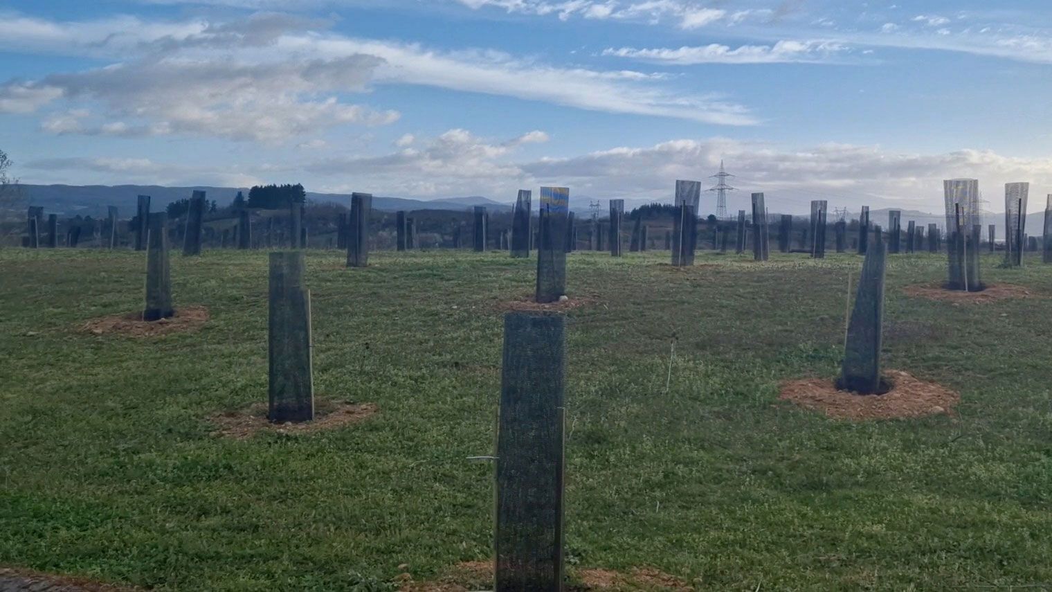 Plantación de árboles en lo que ya es el Bosque Olímpico.