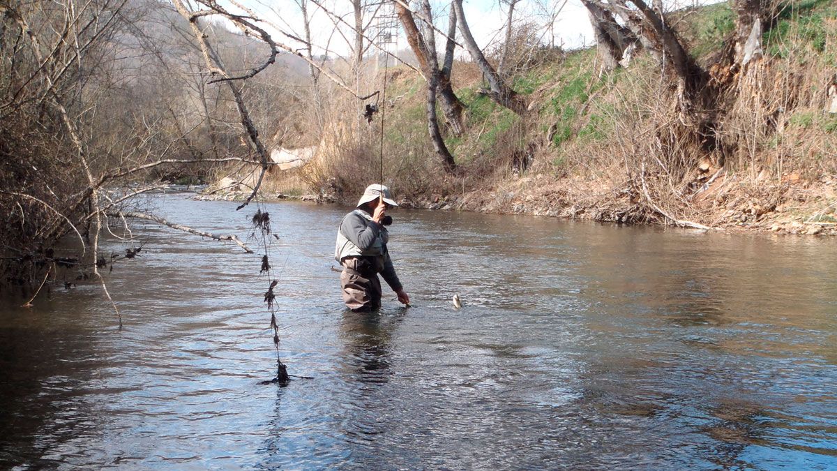 Un pescador se cobra una trucha en el río Torío. | R.P.N.