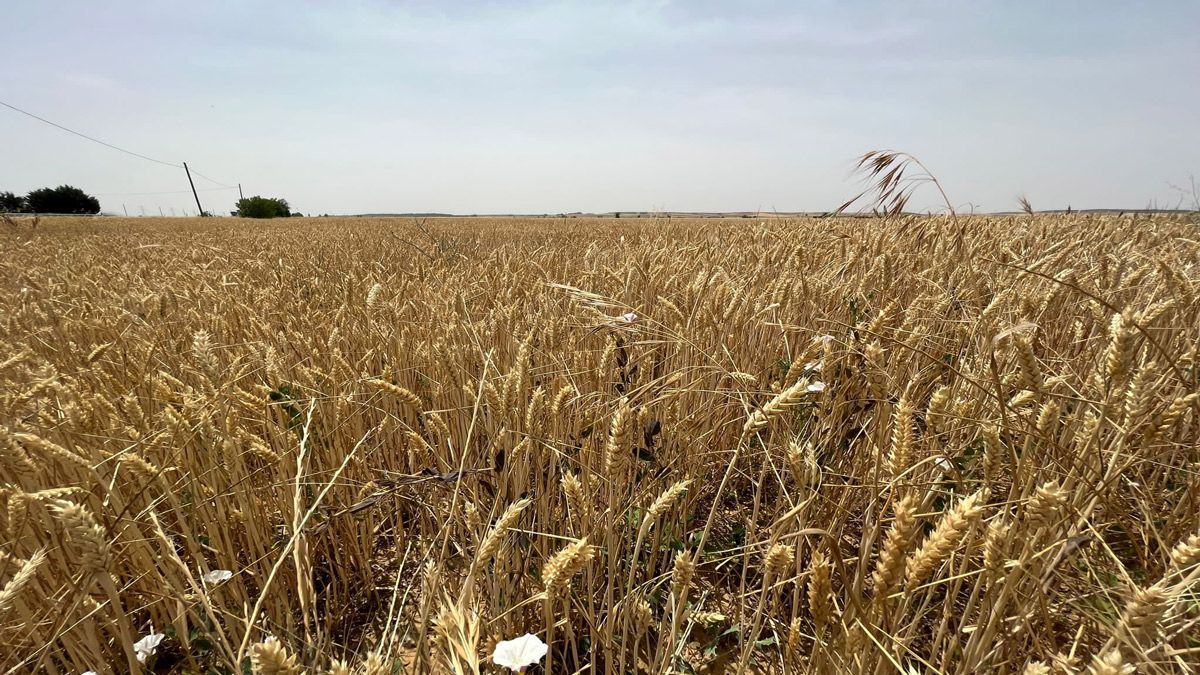 Foto de archivo de un cultivo de trigo de la provincia leonesa. | SAÚL ARÉN