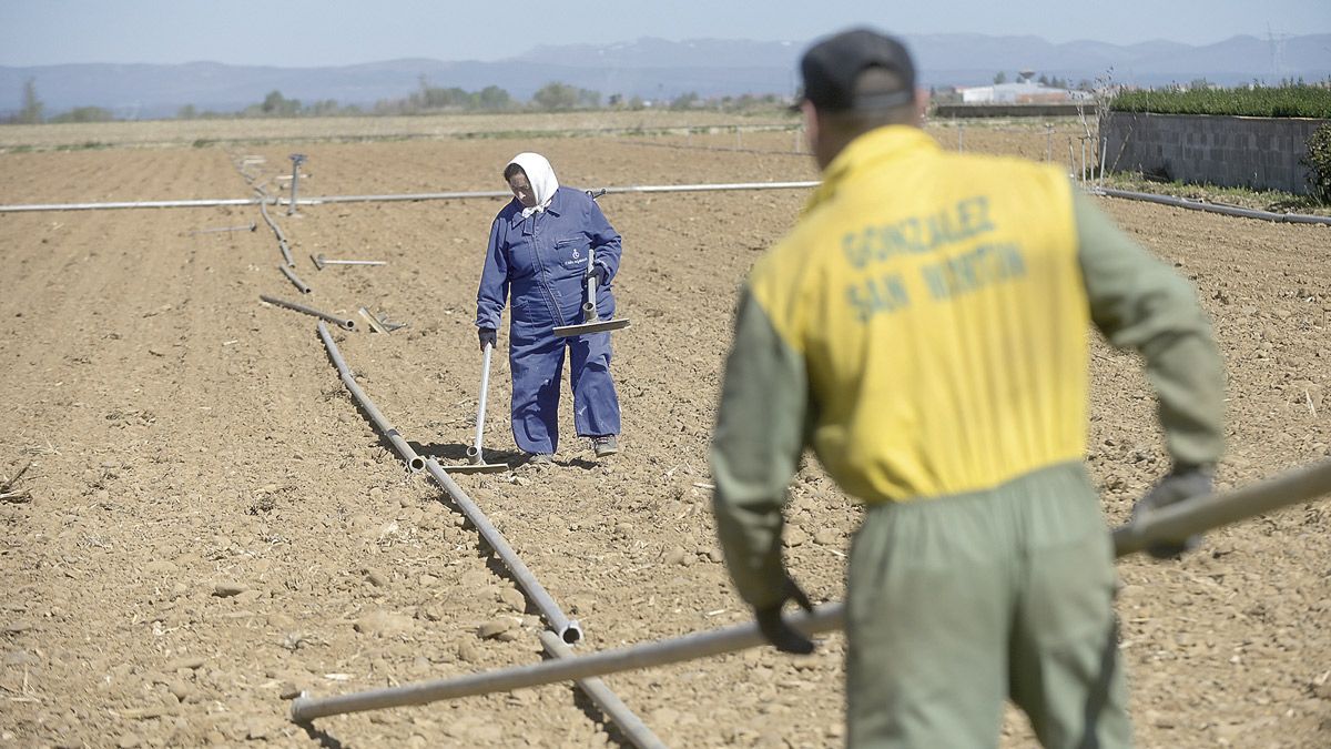 Un agricultor y una agricultora de La Milla del Páramo hace unos días preparando los tubos y los pajaritos para regar. | JESÚS F. SALVADORES