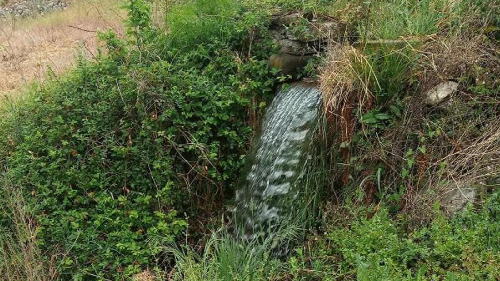 Cascada cubierta por la maleza.