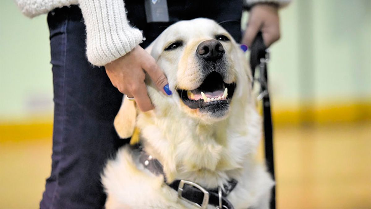 Uno de los perros guía de la ONCE en León. | SAÚL ARÉN