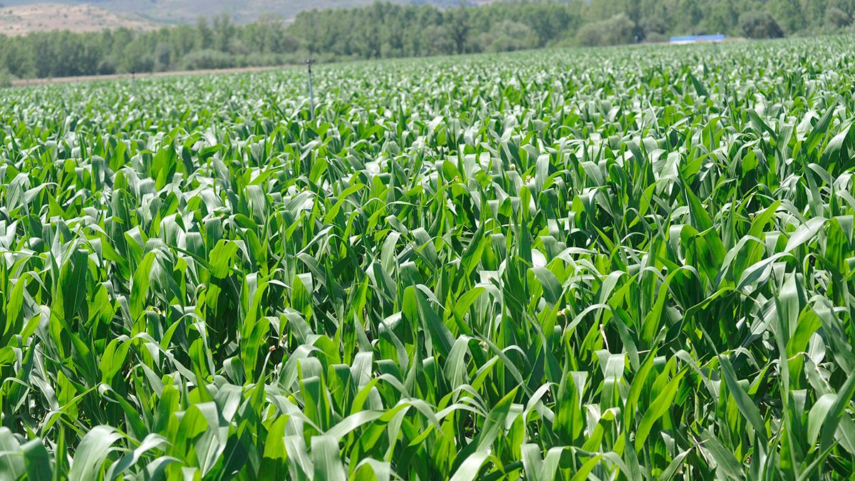 León es la mayor productora de maíz de España con cerca de 70.000 héctares gracias al regadío. | DANIEL MARTÍN