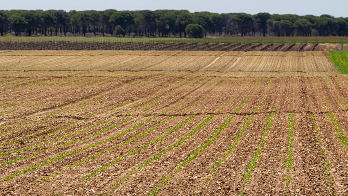 Vista de una parcela sembrada de remolacha para la presente campaña. | L.N.C.