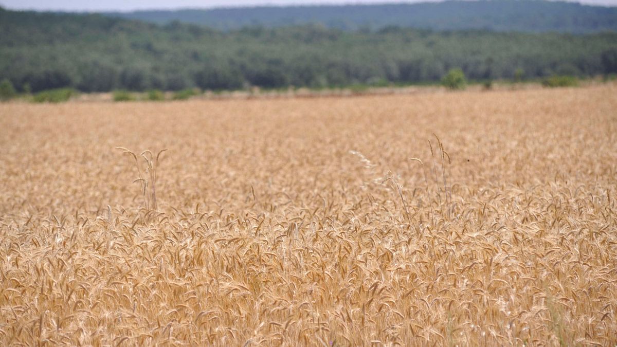Foto de archivo de un cultivo de secano de la provincia de León. | L.N.C.