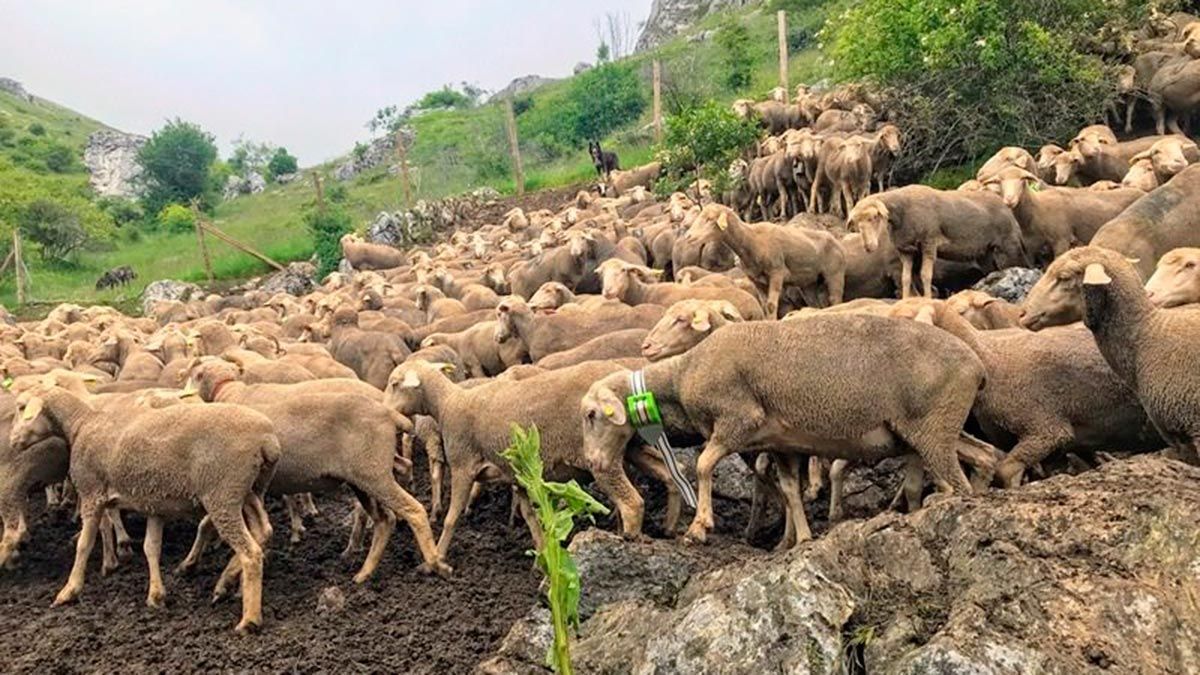 Imagen de archivo de un rebaño de ovejas en León. | L.N.C.