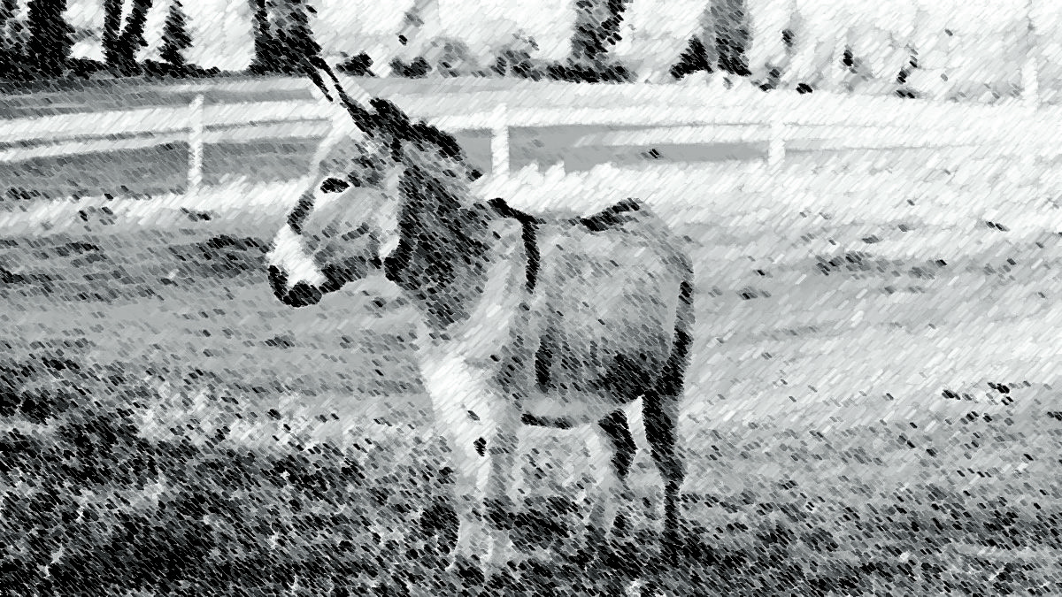 imagen-ventajas-de-tener-a-un-burro-como-mascota-y-como-cuidarlo.jpg