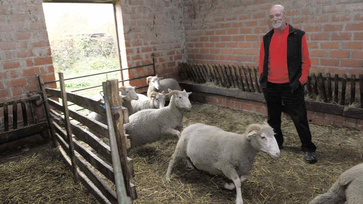 Toño Bardón, de Guisatecha, con las ovejas que ha seleccionado para quedarse con ellas y entretenerse después de la jubilación. | MAURICIO PEÑA