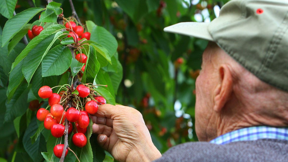 Las cerezas empiezan a enseñar sus frutos en la comarca. | ICAL Las cerezas empiezan a enseñar sus frutos en la comarca. | ICAL