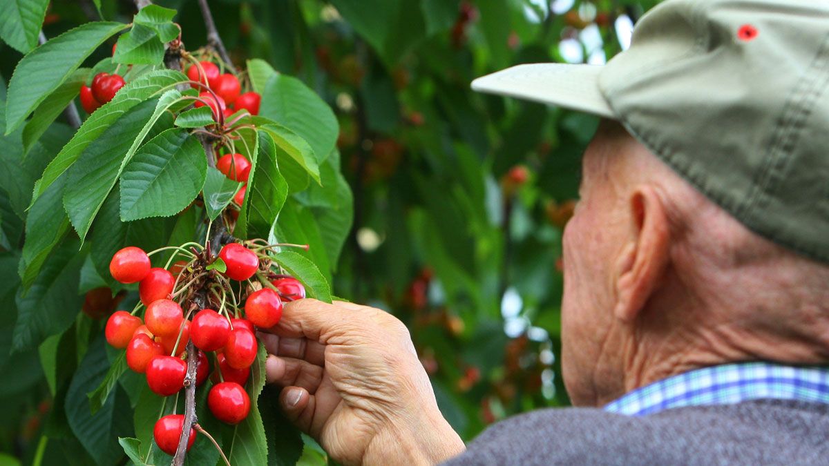 Las cerezas empiezan a enseñar sus frutos en la comarca. | ICAL