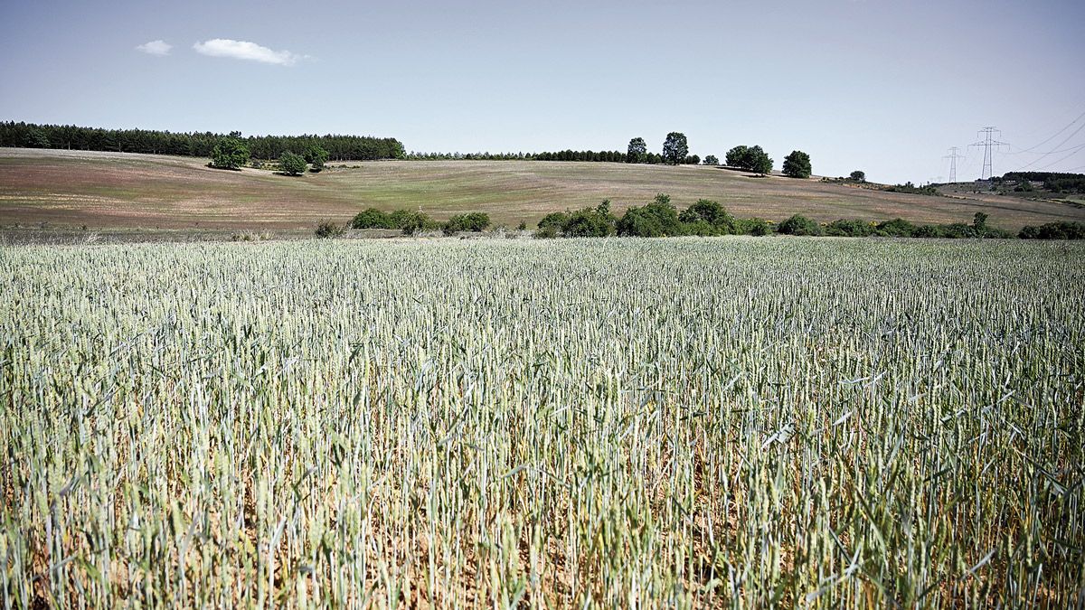 Aspecto que presenta actualmente un cultivo de cereales en el municipio leonés de Valdefresno. | SAÚL ARÉN