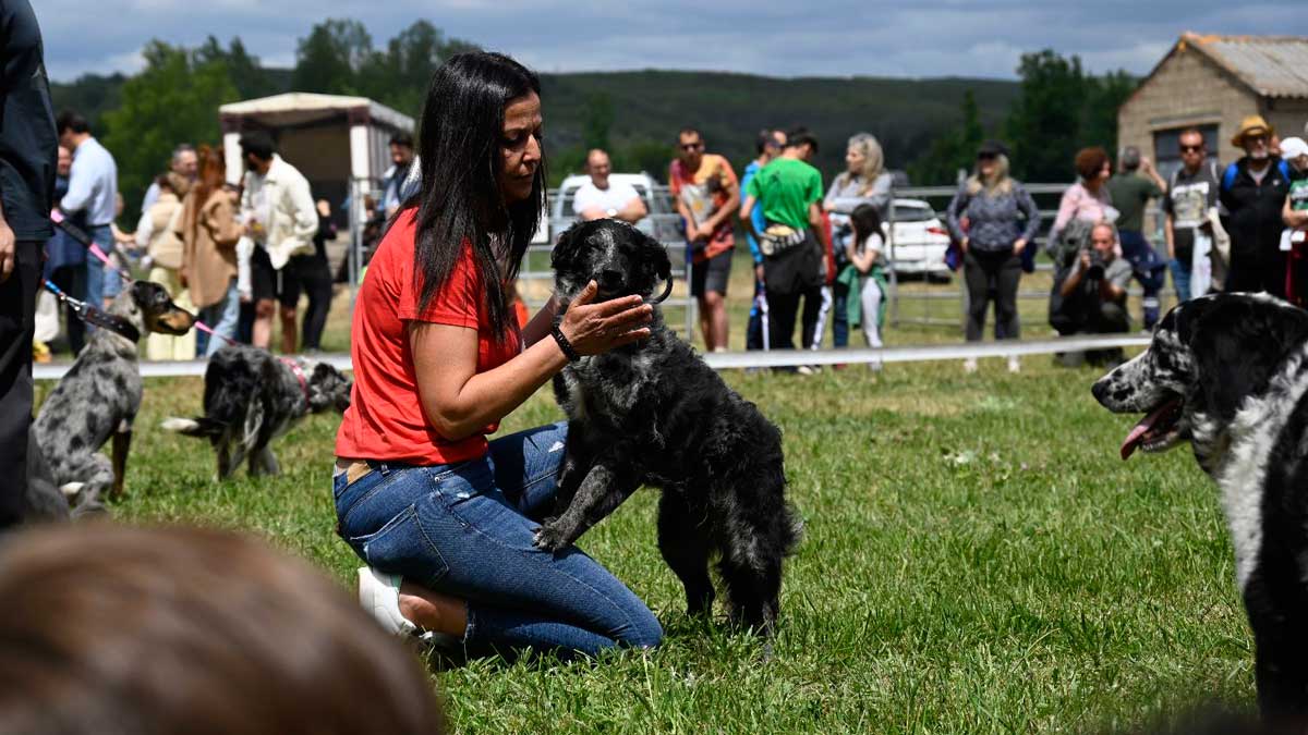 Los perros han sido protagonistas este fin de semana. | SAÚL ARÉN