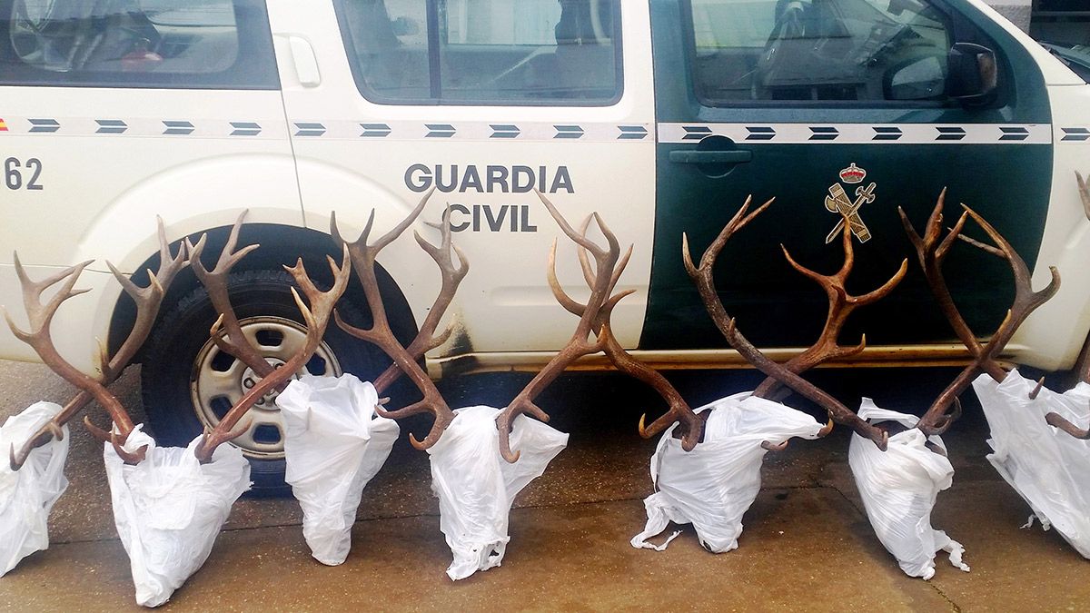 Imagen de las cornamentas decomisadas. | GUARDIA CIVIL