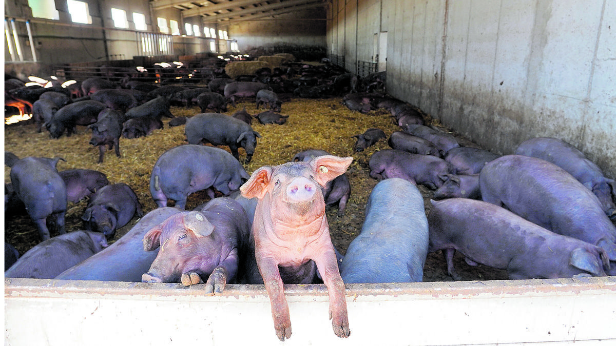 León ha exportado este año 39 millones de euros en carne de porcino. | ICAL