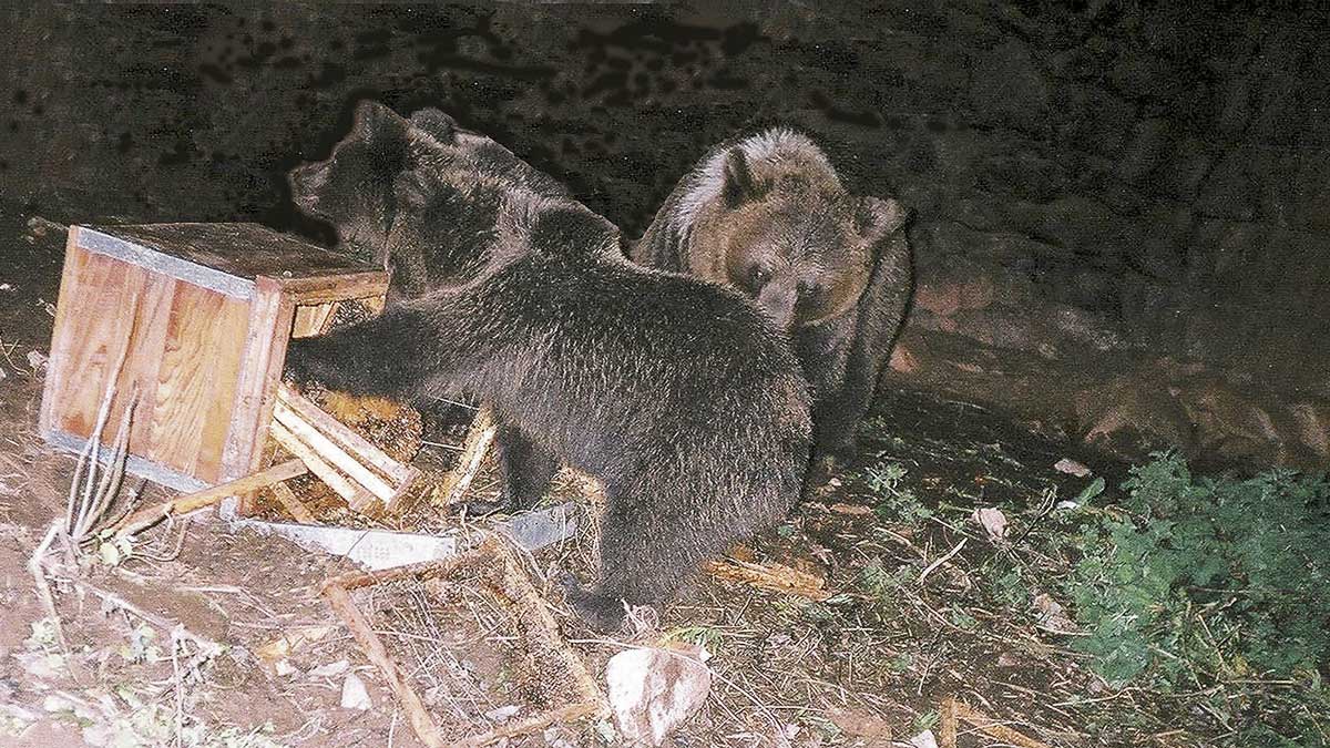 En la fotografía una osa y con crías comiendo colmenas. | FAPAS