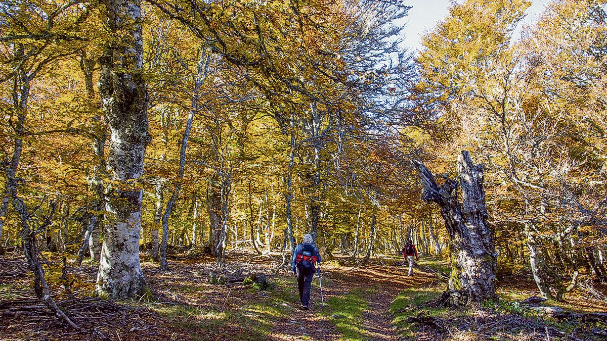 Segundo tramo del bosque de hayas. | IMÁGENES: VICENTE GARCÍA