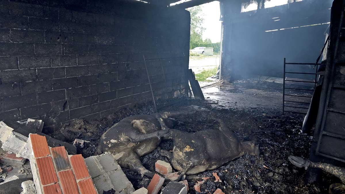 Dantesco, no hay otra palabra para el infierno en el que se convirtió la nave y el fuego que calcinó a casi veinte animales. | REPORTAJE GRÁFICO DE MAURICIO PEÑA