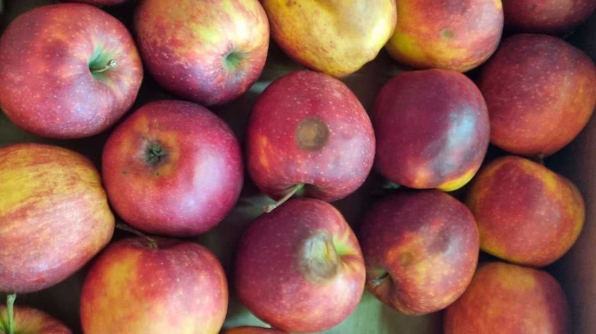 Manzanas austriacas recibidas en el plan escolar.