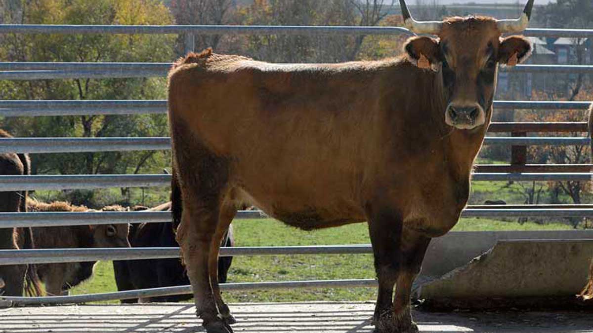 Vacas mantequeras, raza autóctoca leonesa, en Boñar. | FULGENCIO FERNÁNDEZ