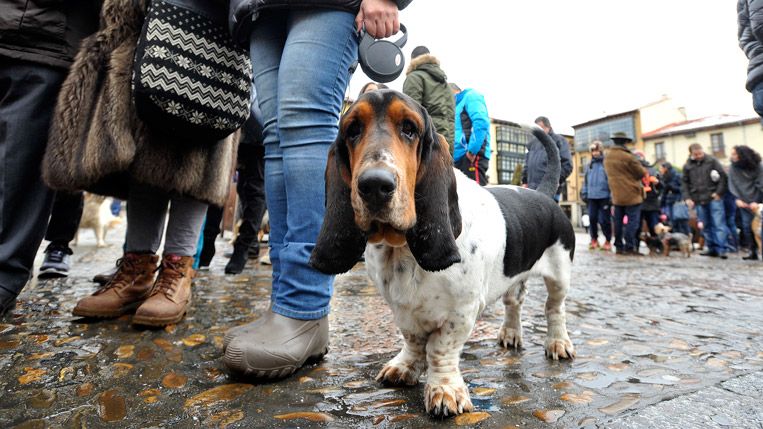 Uno de los perros que acudió a la bendición de este domingo. | DANIEL MARTÍN