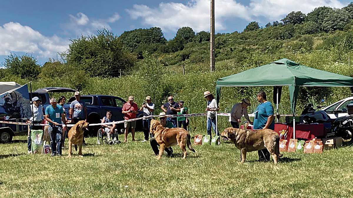 El concurso-exhibición de perros mastines. | XUASÚS GONZÁLEZ