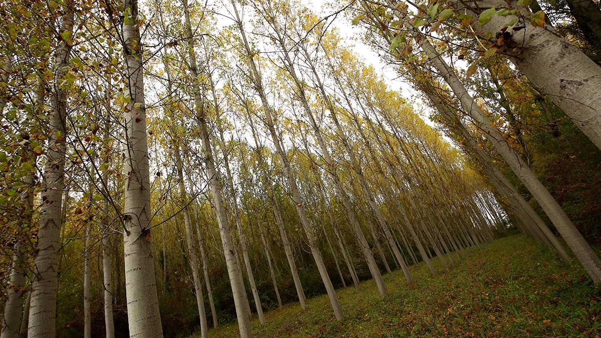 Una plantación de chopos en la provincia de León |  ICAL