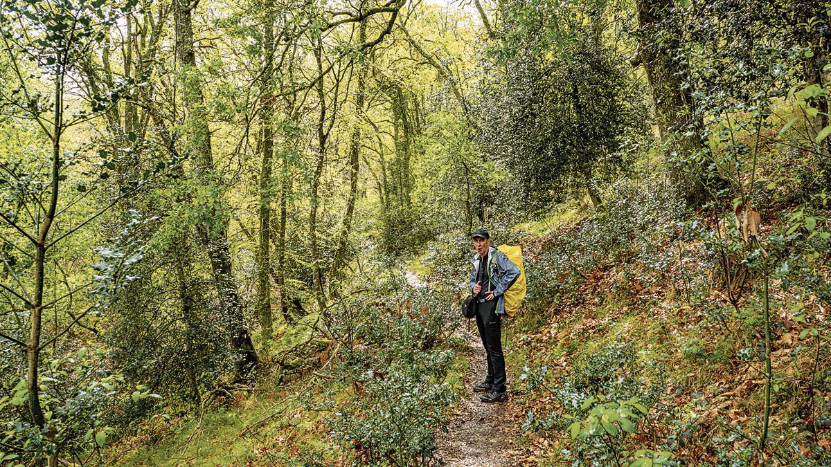 Bosque con variedad de árboles. | VICENTE GARCÍA