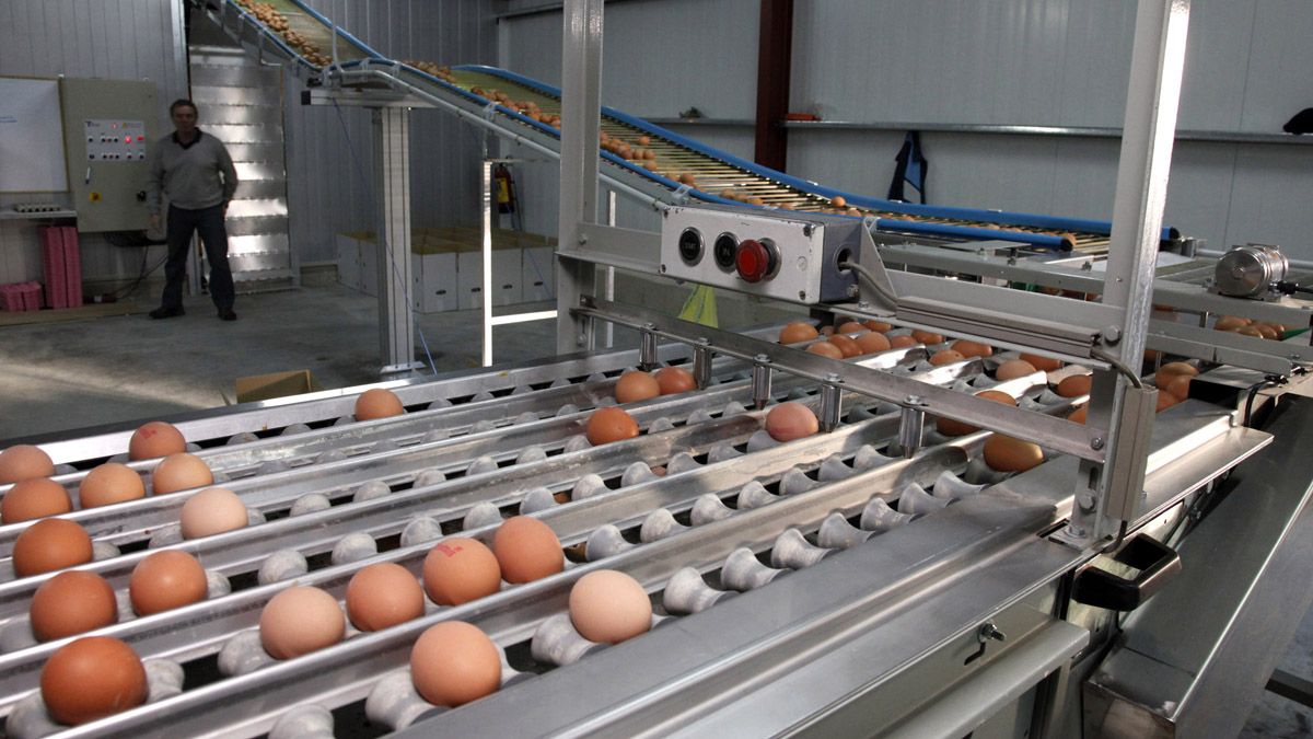 El sector de la alimentación es el tercero que más mercancía comercializa en otros países con los huevos, los lácteos y la carne como protagonistas. | ICAL