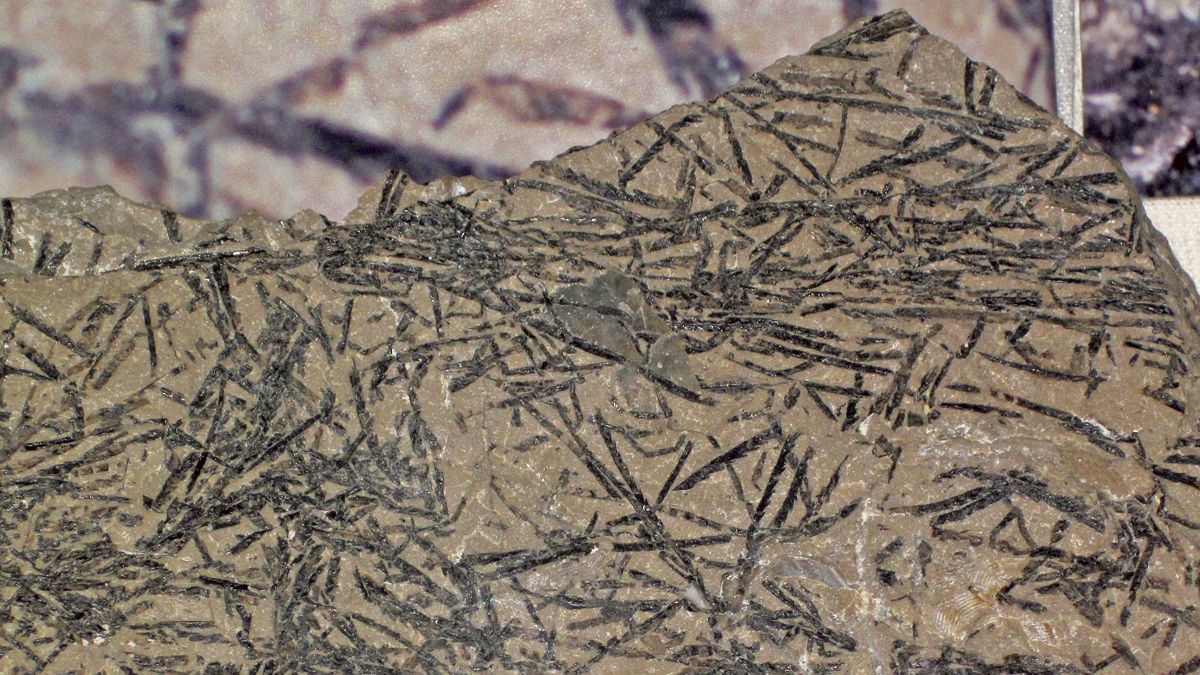 Roca con presencia de fósiles de graptolitos. | L. N. C.