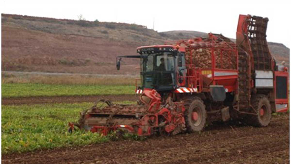 Una cosechadora trabajando en la extracción de remlacha. | AZUCARERA